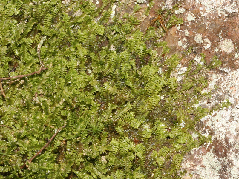 Diplophyllum apiculatum
